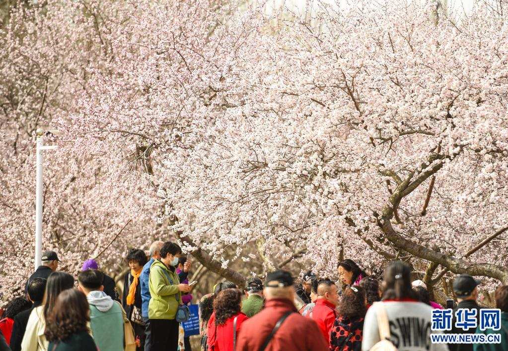 青城桃花始盛開(kāi)