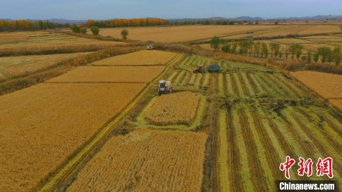 圖為科右中旗杜爾基鎮(zhèn)雙金嘎查的萬(wàn)畝水稻田進(jìn)入集中收割期。　趙殿威 攝