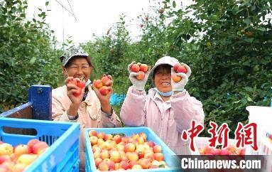 圖為興安盟沙果迎豐收?！】朴仪捌煳麄鞑抗﹫D