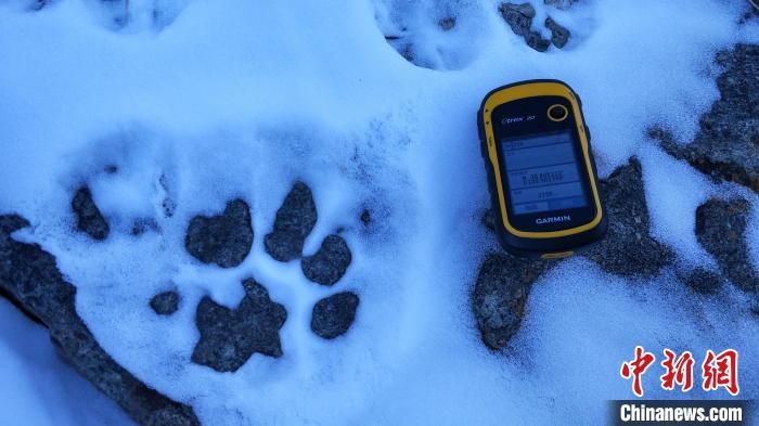圖為疑似放歸雪豹的足跡(資料圖)?！?nèi)蒙古賀蘭山國家級自然保護區(qū)供圖