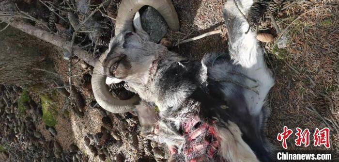 圖為疑似雪豹捕食巖羊的殘骸(資料圖)?！?nèi)蒙古賀蘭山國家級自然保護區(qū)供圖