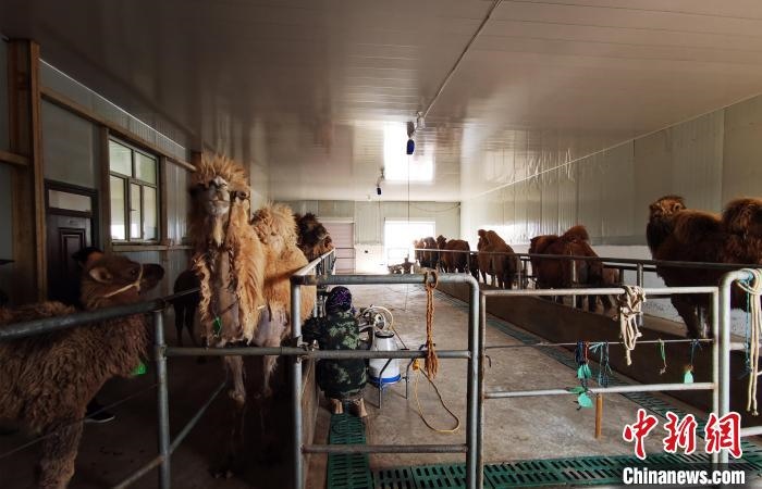 圖為共人正在給駱駝擠奶?！⊥蹰L(zhǎng)梅 攝