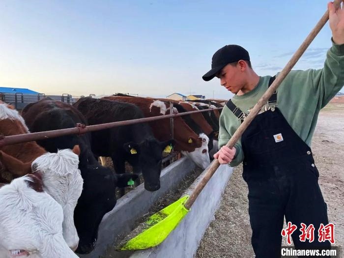 圖為敖木希勒在喂牛?！“侥鞠＠展﹫D