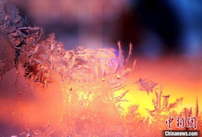 迎著光亮，冰窗花絢麗多姿?！O書程 攝