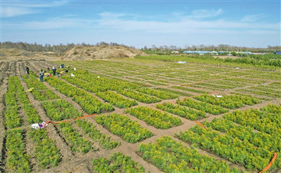 1746517629115871.jpg 造林2.jpg