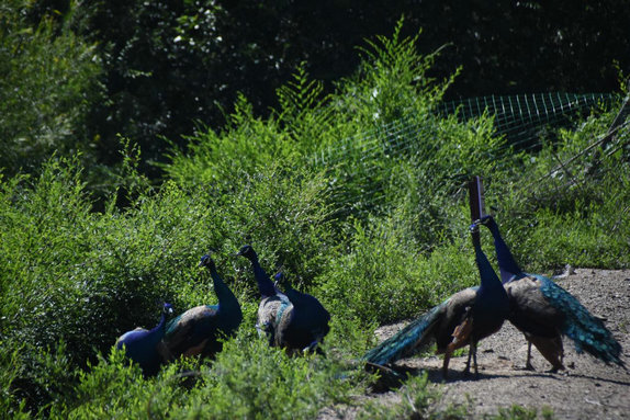 1751851959189296.jpg 烏蘭3.jpg