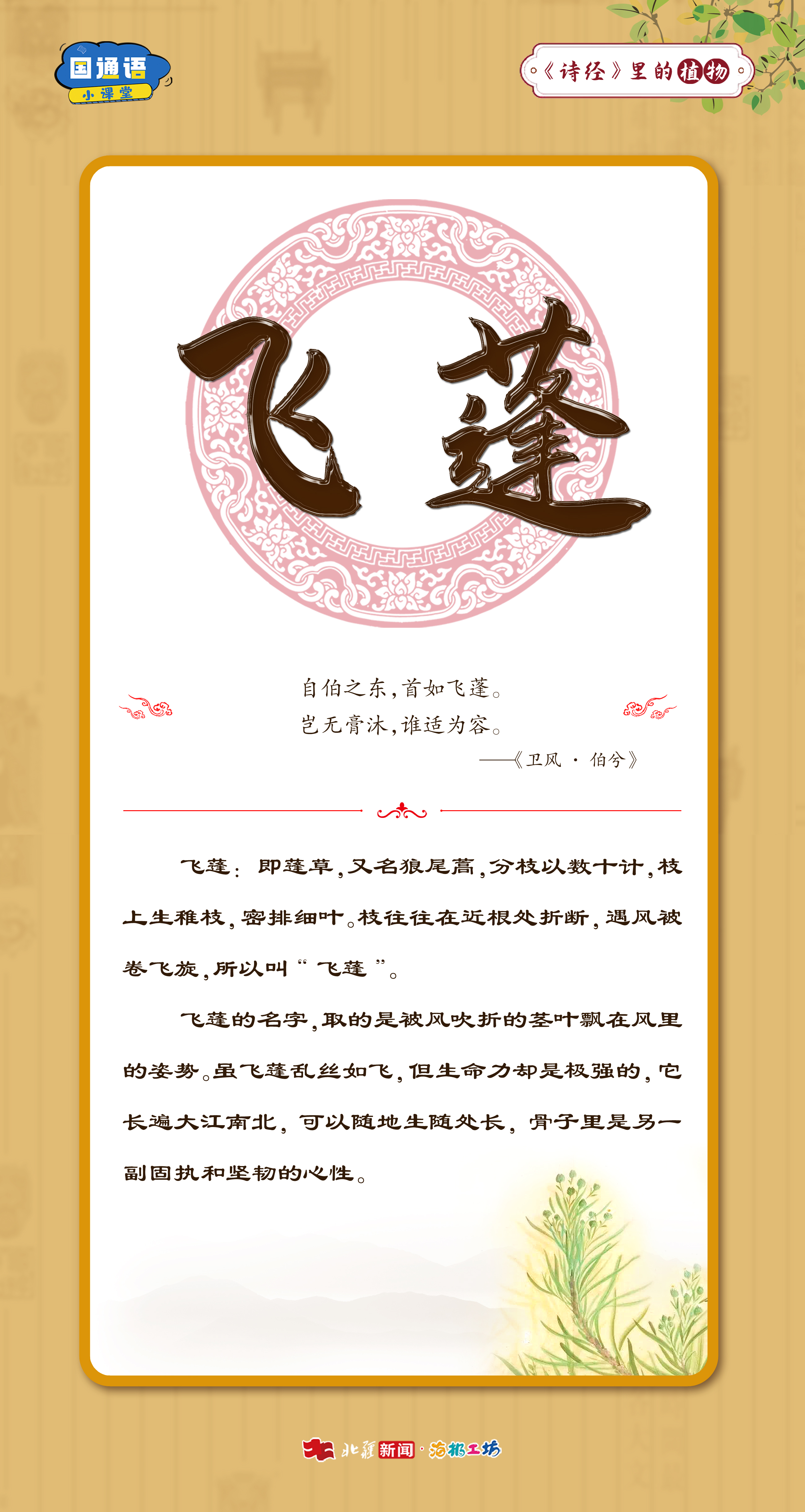 1765251481807921.jpg 飛蓬.jpg