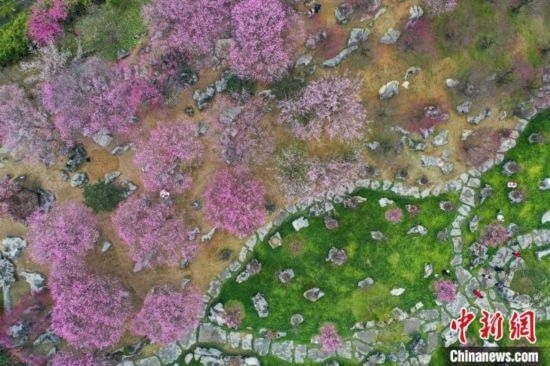 2月23日，航拍乾藝梅園景區(qū)綻放的梅花。瞿宏倫 攝