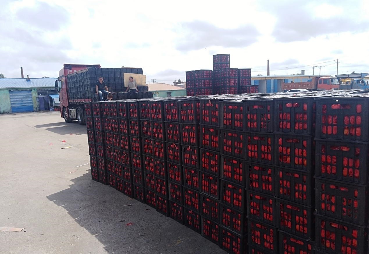 　　外銷的蔬菜在市場(chǎng)等待拉運(yùn)。受訪者供圖