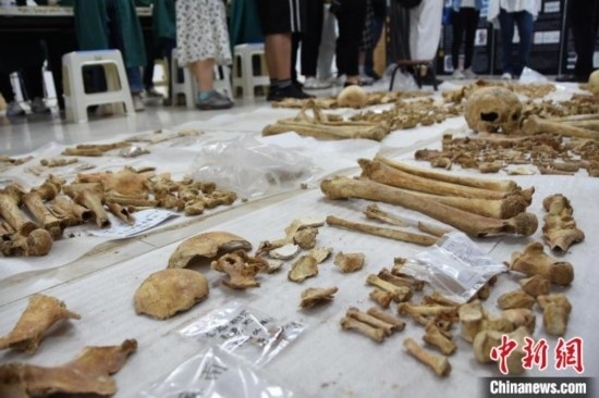 圖為已清理完畢的骨骼標(biāo)本。王宇 攝