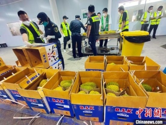 圖為海關(guān)關(guān)員對進(jìn)口榴蓮進(jìn)行查驗(yàn)。黃艷梅 攝