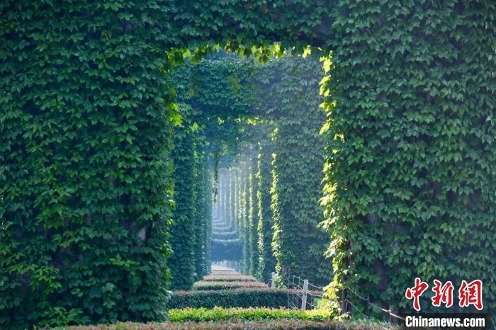 成都二環(huán)高架橋墩被植被爬滿，形成“綠野仙蹤”景觀?！埨?攝