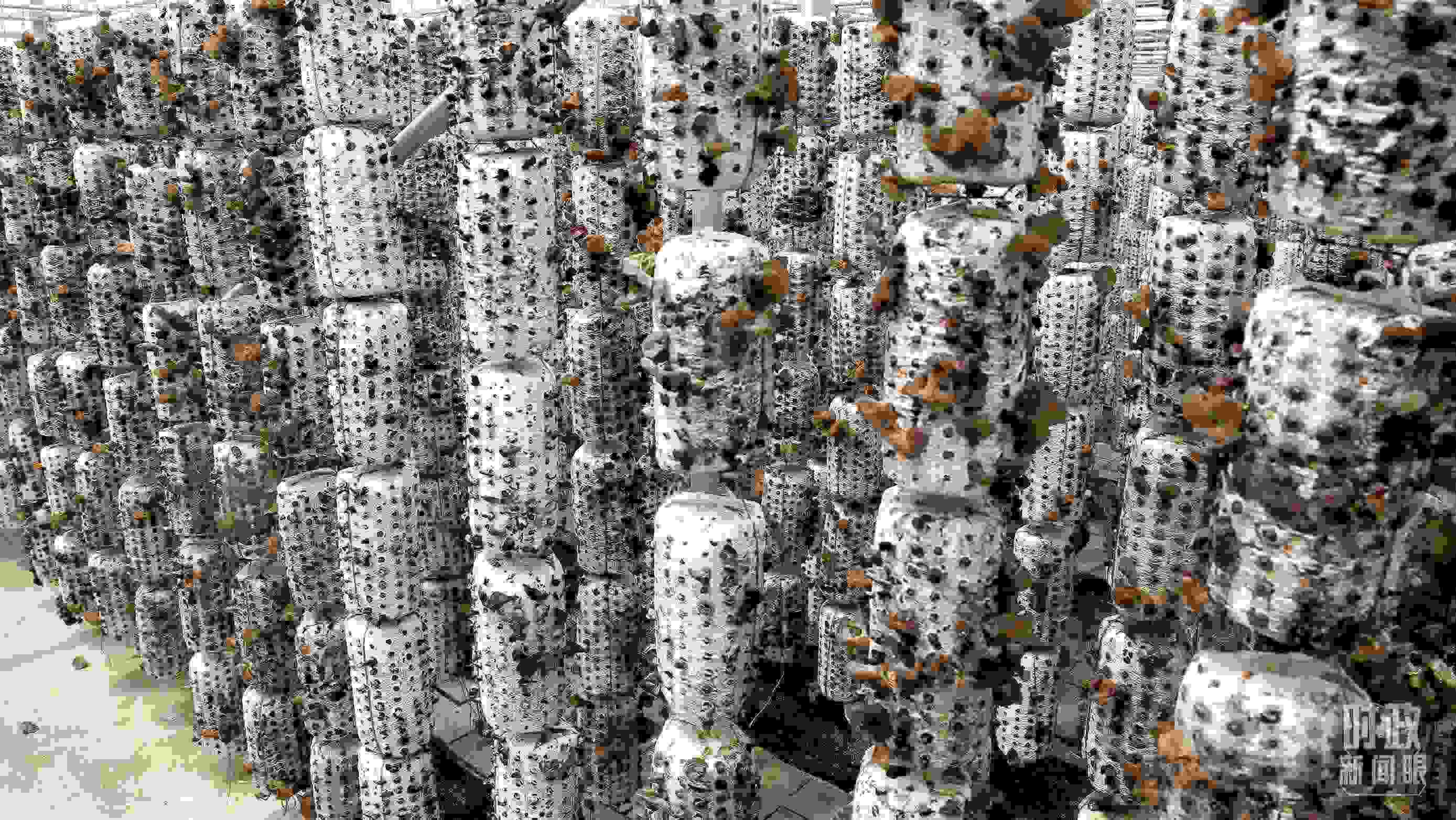 △金米村的小木耳、大產(chǎn)業(yè)。（圖／視覺中國）