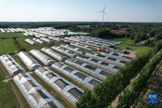 這是6月21日在山東省樂陵市西段鄉(xiāng)岔河村拍攝的東亞飛蝗養(yǎng)殖基地（無人機照片）。新華社記者 范長國 攝