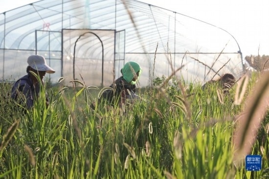 6月21日，山東省樂陵市西段鄉(xiāng)岔河村東亞飛蝗養(yǎng)殖基地的螞蚱養(yǎng)殖戶在割草。新華社記者 范長國 攝