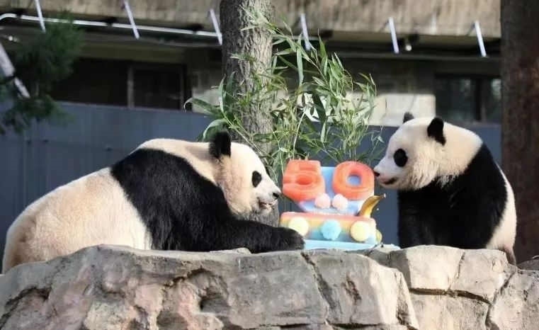 2022年，美國國家動物園舉辦活動慶祝大熊貓抵美50周年，園方為大熊貓“美香”“添添”和“小奇跡”一家三口準備了有“50”字樣的冰凍水果蛋糕。（圖片來源：雅安市廣播電視臺）