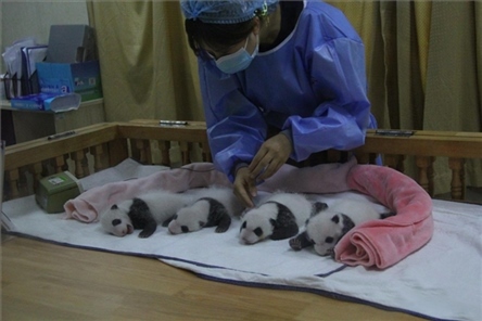 成都大熊貓繁育研究基地成立于1987年，先后攻克了大熊貓人工飼養(yǎng)與管理、繁殖與育幼、疾病防控與種群遺傳管理等關鍵技術難題，建成全球最大的大熊貓人工繁育遷地保護種群，數(shù)量達230余只。（圖片來源：成都大熊貓繁育研究基地網(wǎng)站）