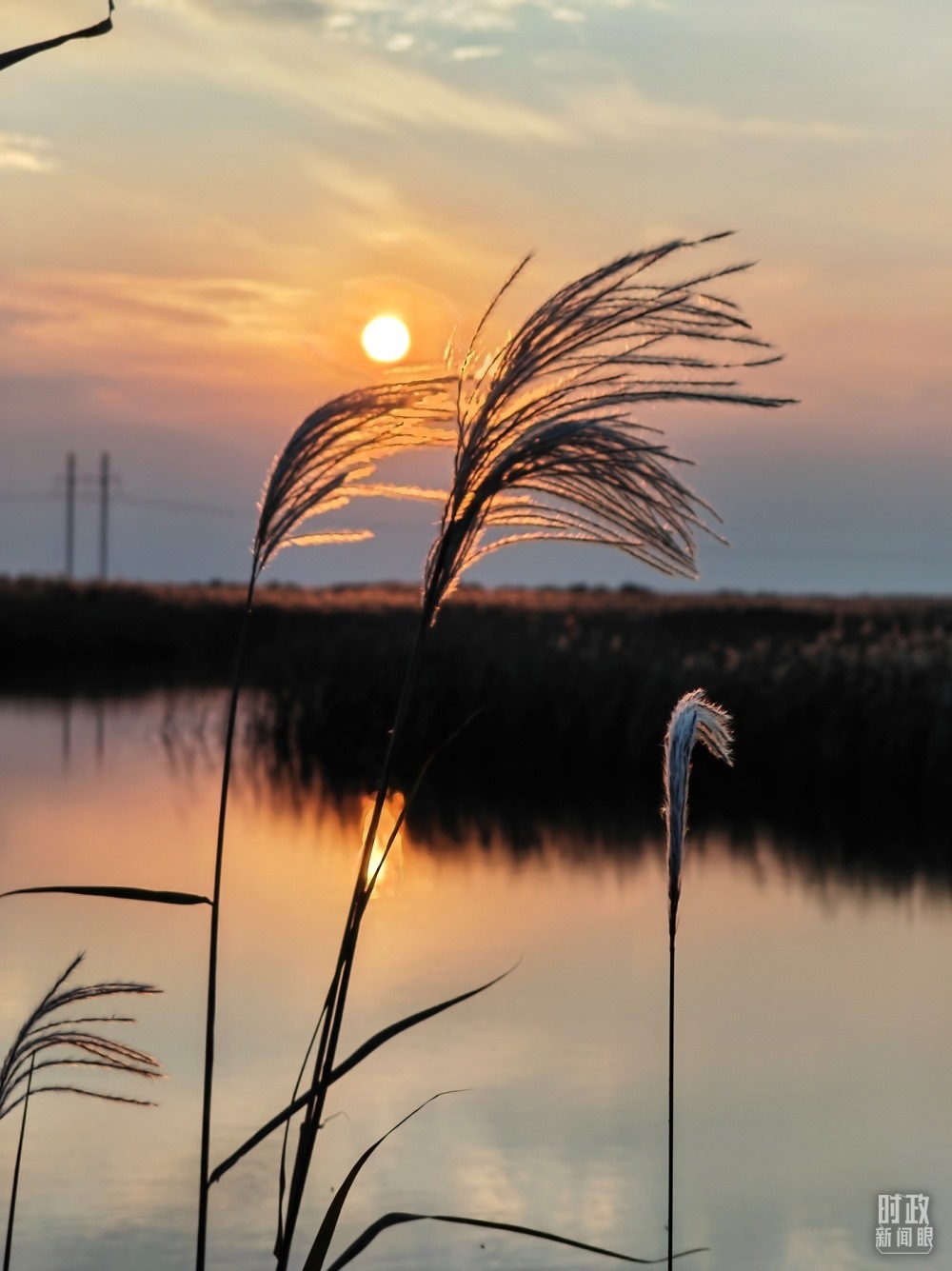 2021年10月，習近平赴山東東營考察黃河入?？凇｜S河三角洲濕地，蘆葦飄蕩。（總臺央視記者彭漢明拍攝）