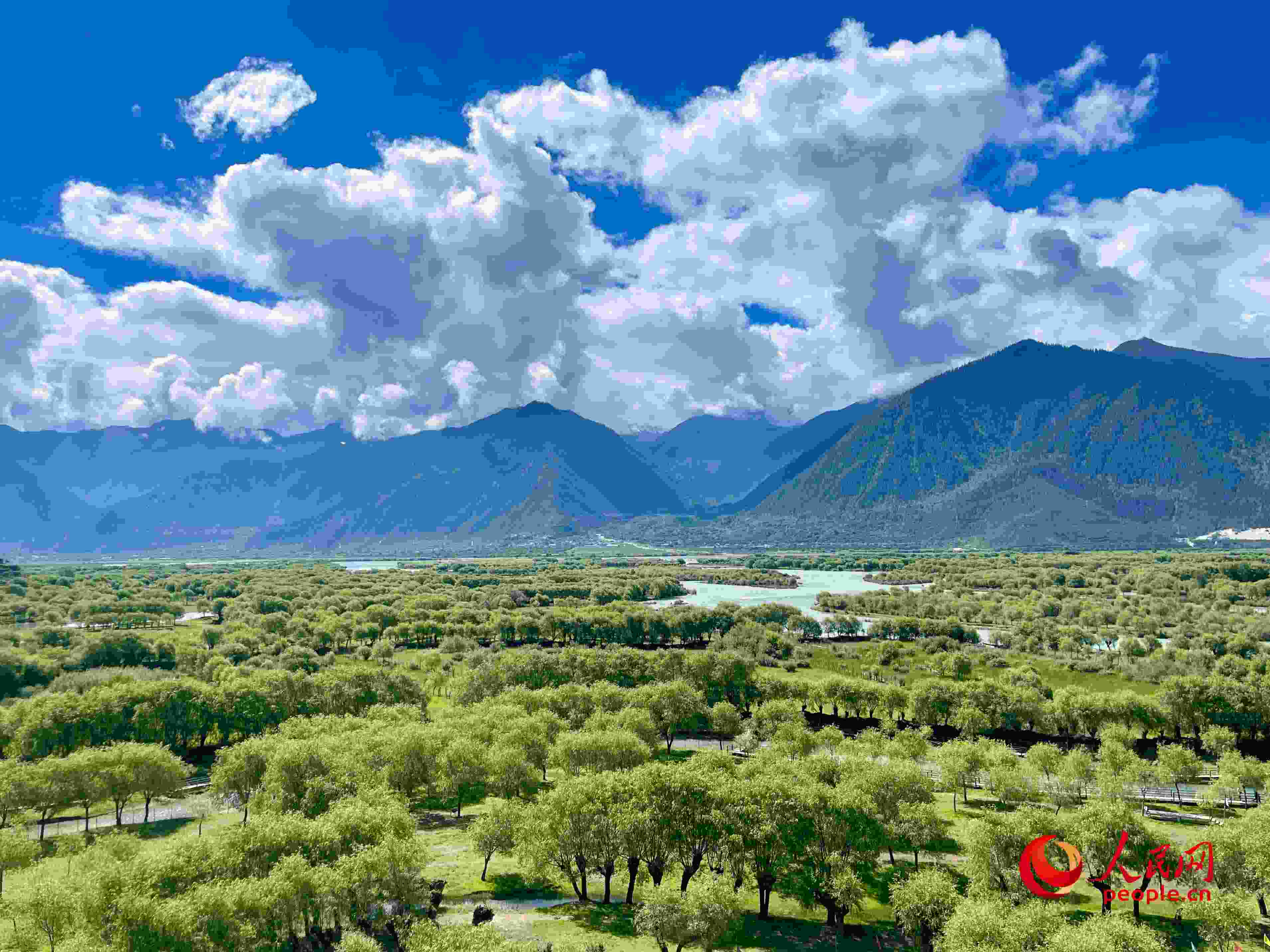 夏日的雅尼國家濕地公園生機盎然，如詩如畫。人民網(wǎng) 周靜圓攝