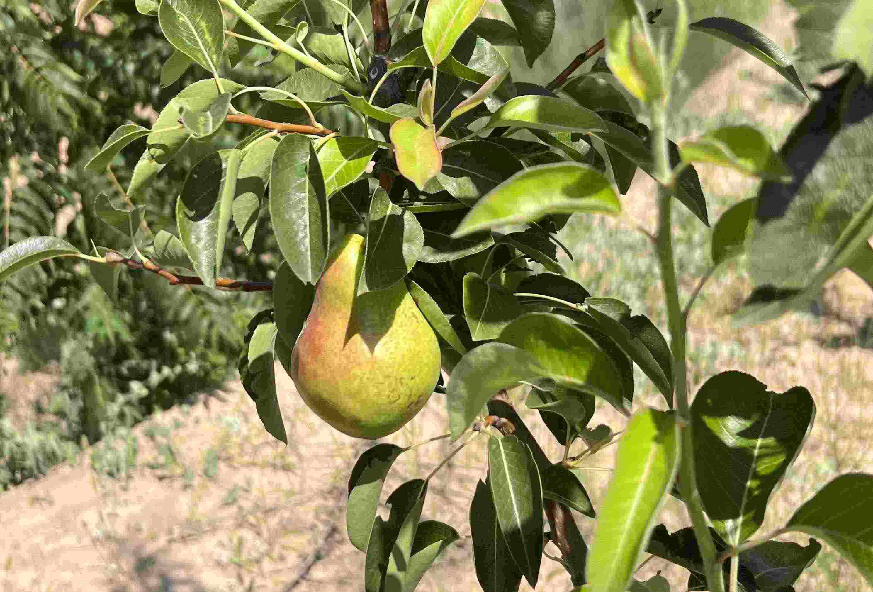 青梨基地果樹上的幼果。人民網(wǎng)記者 王連香攝