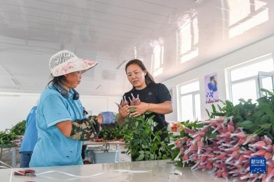 8月17日，吉林省德惠市朱城子鎮(zhèn)沿河村程雪家庭農(nóng)場(chǎng)的負(fù)責(zé)人楊雪（右）指導(dǎo)農(nóng)民修剪玫瑰花。新華社記者 張楠 攝