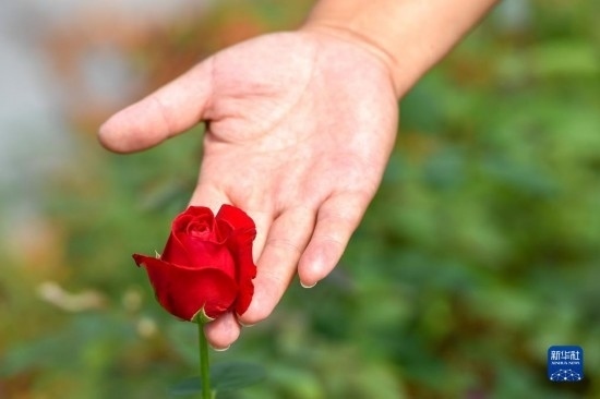 8月17日，吉林省德惠市朱城子鎮(zhèn)沿河村程雪家庭農(nóng)場(chǎng)的負(fù)責(zé)人楊雪在查看玫瑰花長(zhǎng)勢(shì)。新華社記者 張楠 攝