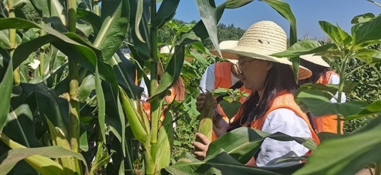 北京工商大學(xué)組織學(xué)生開展暑期社會實踐。學(xué)校供圖