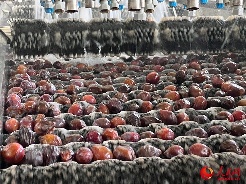 清洗西梅。人民網(wǎng)記者 常雪梅攝