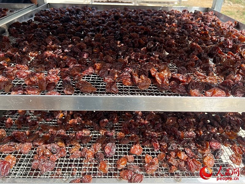 晾曬西梅。人民網(wǎng)記者 常雪梅攝