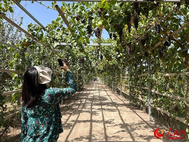 新疆閩龍達(dá)干果產(chǎn)業(yè)有限公司內(nèi)種植的葡萄。人民網(wǎng)記者 常雪梅攝