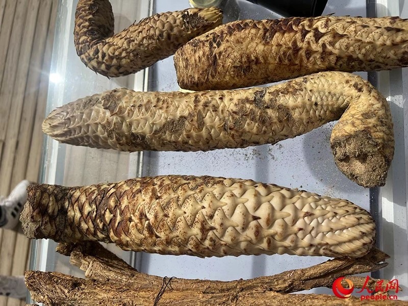 林下經濟作物肉蓯蓉。人民網(wǎng)記者 常雪梅攝