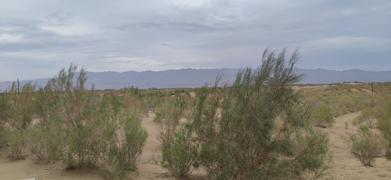 曾經的荒漠現已被大面積梭梭林覆蓋。張璐璐 攝