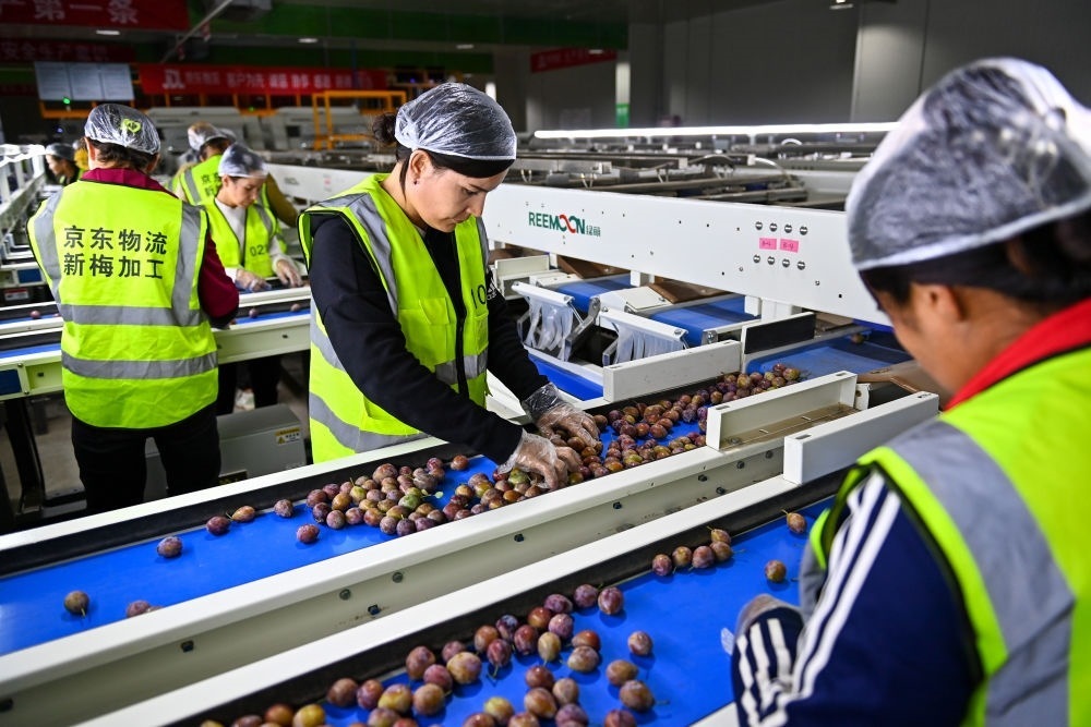 在新疆伽師縣粵伽新梅產(chǎn)業(yè)園內(nèi)的京東物流新疆智能供應(yīng)鏈中心，員工在智能分揀線檢查分選好的新梅（2023年8月30日攝）。新華社記者 丁磊 攝