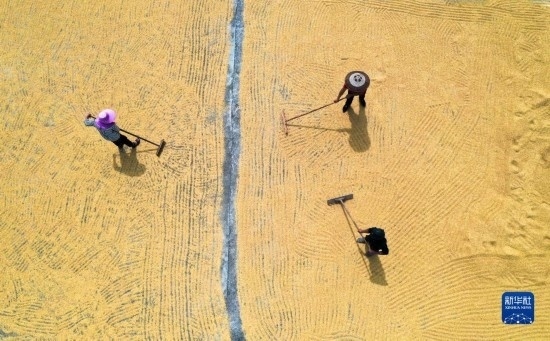 9月16日，湖南省郴州市桂陽縣流峰鎮(zhèn)農(nóng)民在晾曬稻谷（無人機照片）。