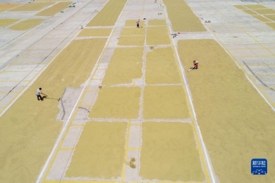 9月16日，村民在貴州省黔東南苗族侗族自治州丹寨縣金泉街道晾曬稻谷（無人機照片）。