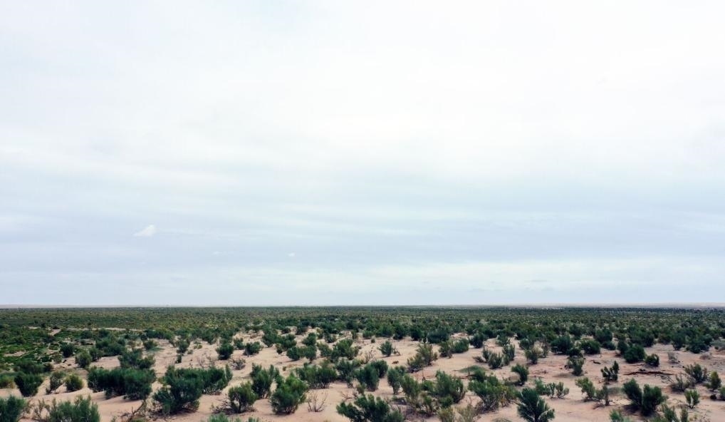 經(jīng)過封禁保護和人工種植梭梭后恢復(fù)綠色的草場（2023年9月12日攝）。新華社記者李云平 攝