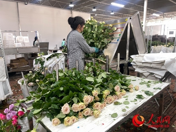 車間工人在整理花束。人民網(wǎng) 周靜圓攝