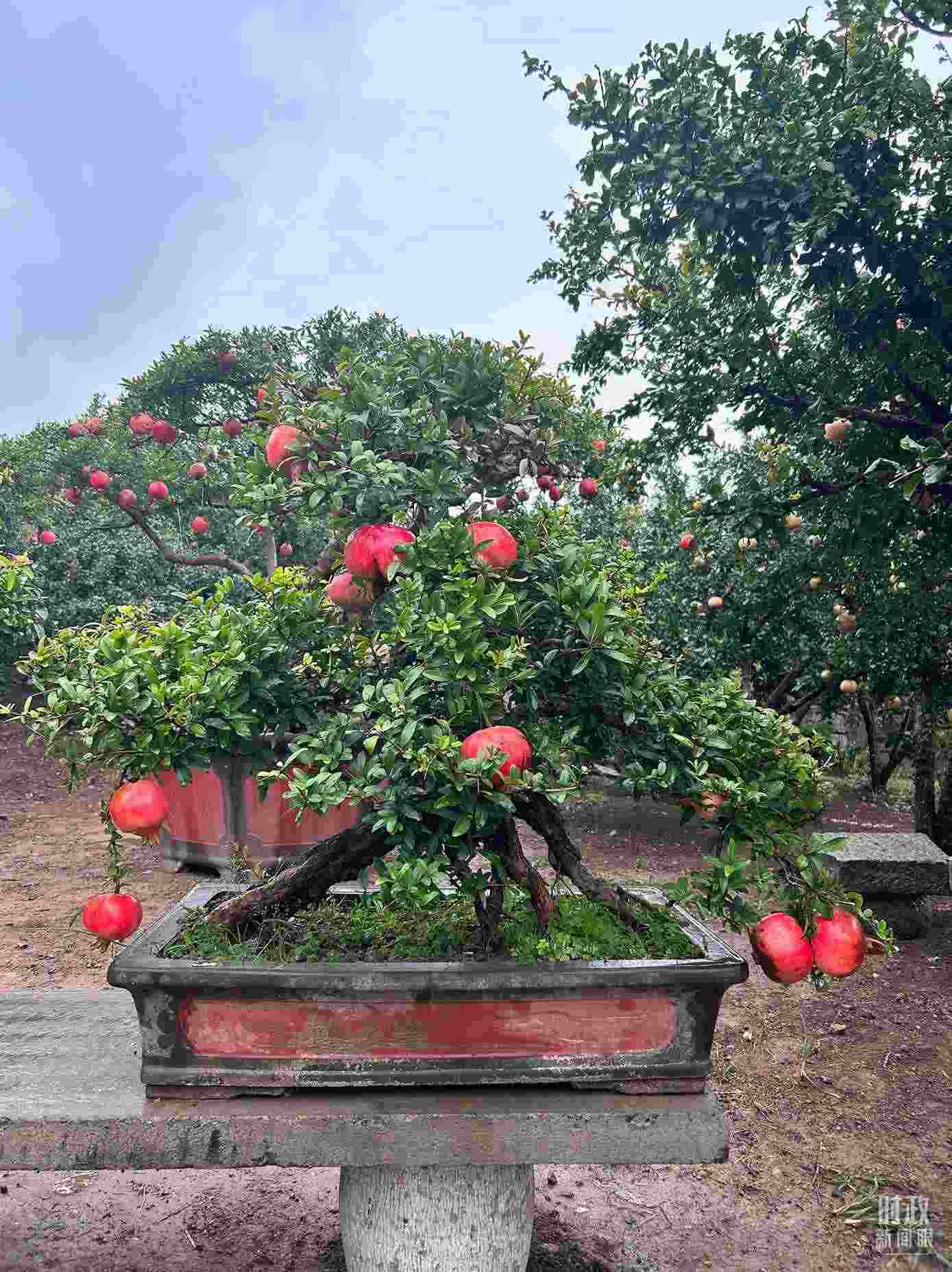 △冠世榴園內(nèi)的石榴盆栽。（總臺央視記者黎兵拍攝）