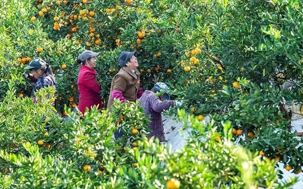 農(nóng)戶(hù)在果園中采摘果實(shí)。湖南省石門(mén)縣融媒體中心 唐亞翔攝