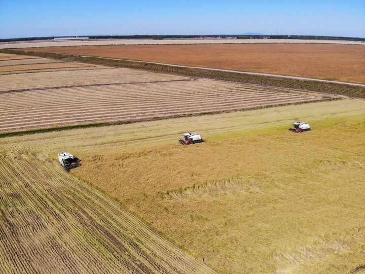 這是在位于黑龍江雙鴨山市友誼縣的北大荒農(nóng)業(yè)股份有限公司友誼分公司一地塊拍攝的水稻收獲現(xiàn)場（2023年9月21日攝，無人機(jī)照片）。新華社記者 王松 攝
