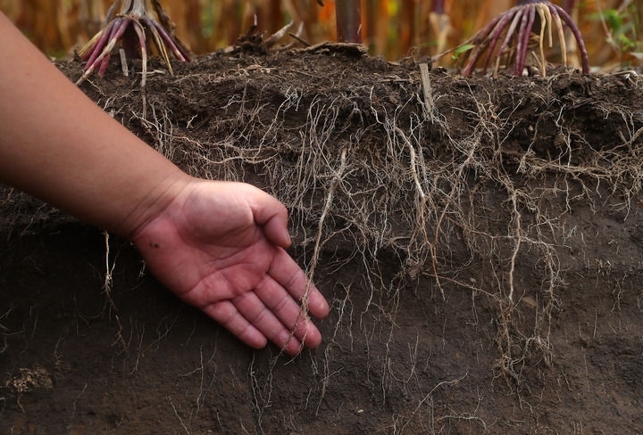 在遼寧省鐵嶺縣蔡牛鎮(zhèn)，張莊玉米合作社的農(nóng)民向外地農(nóng)民介紹黑土地保護(hù)和玉米秸稈還田情況（2023年9月26日攝）。新華社記者 楊青 攝