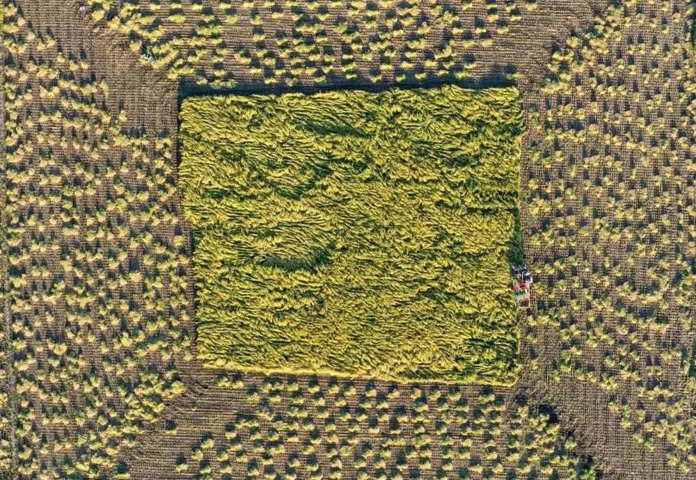 在吉林省舒蘭市平安鎮(zhèn)金星村，農(nóng)民駕駛農(nóng)機(jī)收割水稻（2023年9月21日攝，無人機(jī)照片）。新華社記者 張楠 攝