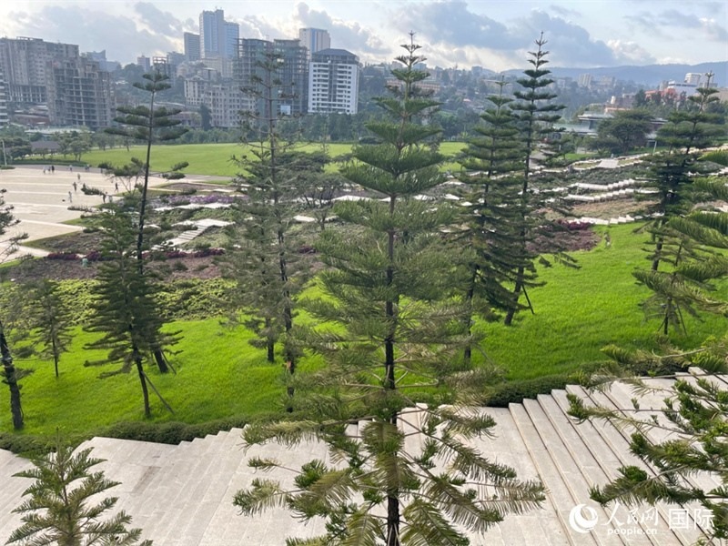 亞的斯亞貝巴友誼廣場(chǎng)的南洋杉。人民網(wǎng)記者 趙艷紅攝