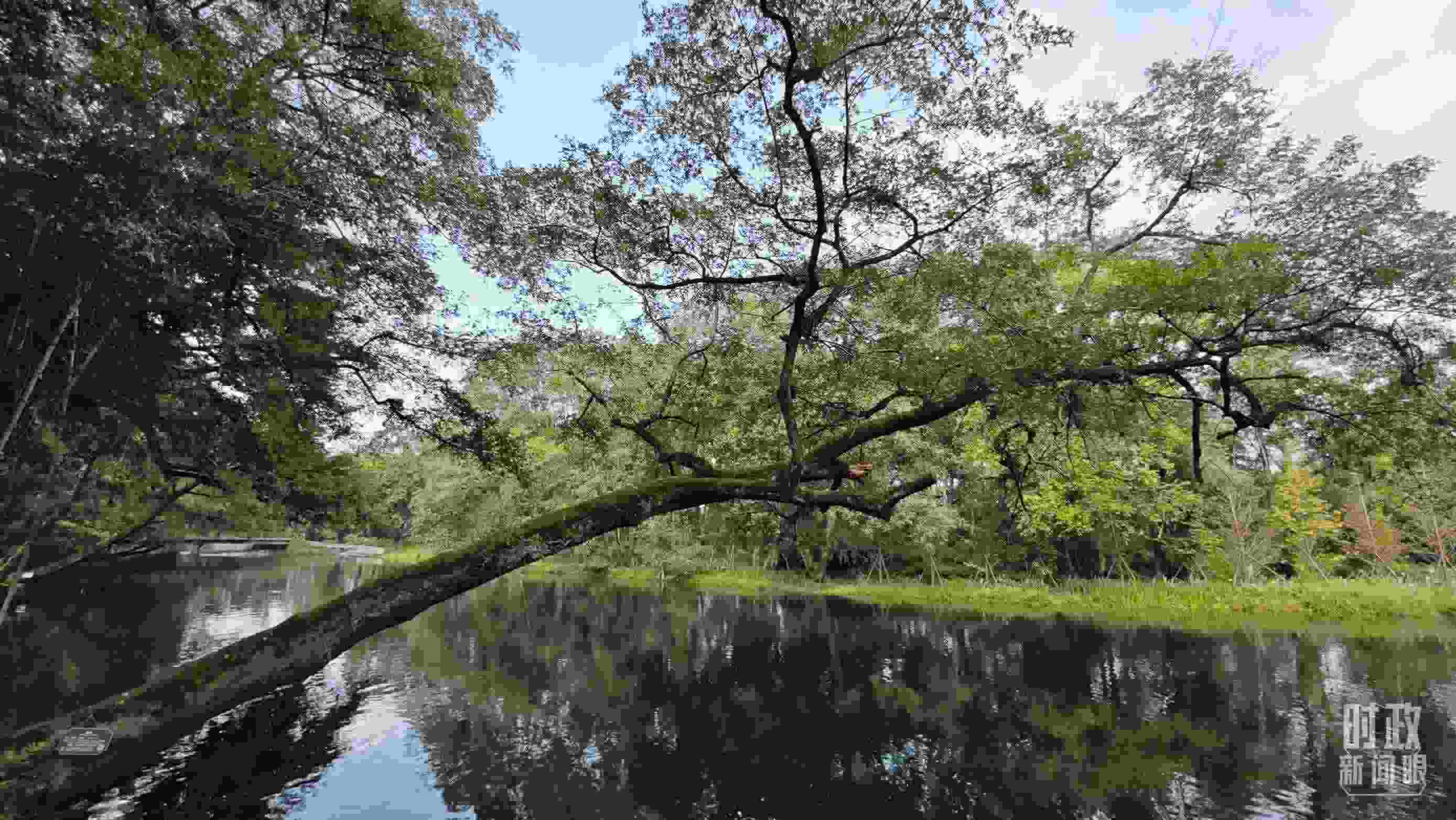 △饒河源國家濕地公園。（總臺央視記者郁振一拍攝）