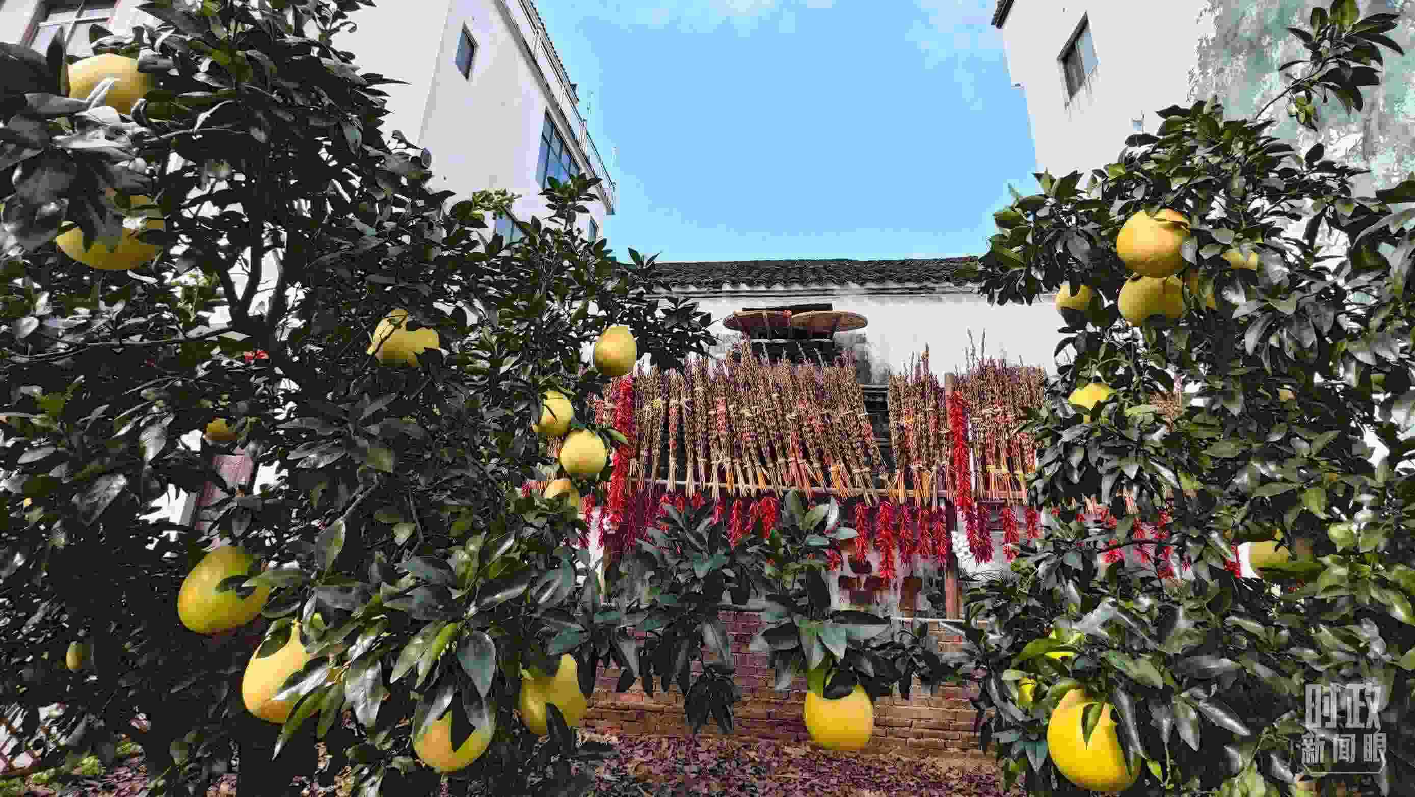 △石門村農(nóng)家小院里碩果累累。（總臺央視記者許永松拍攝）