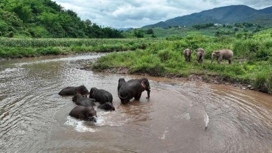 野生亞洲象組團(tuán)泡澡降溫解暑。何有剛攝