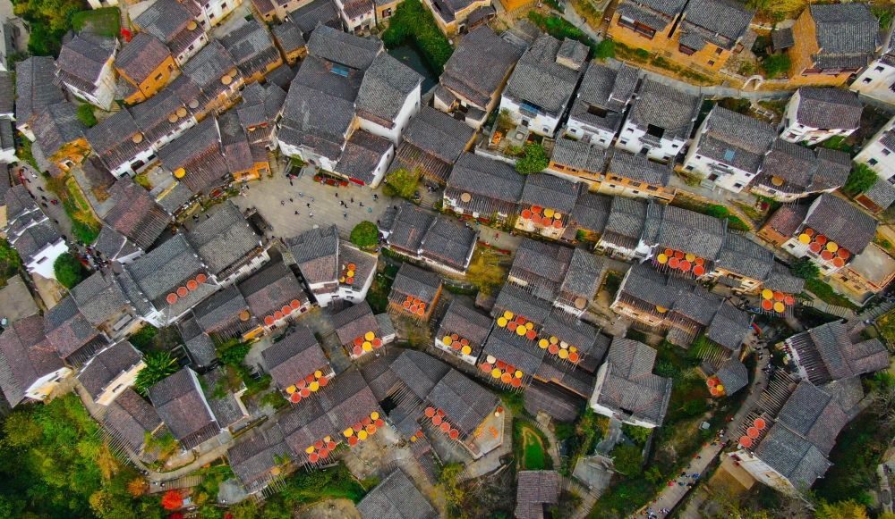 這是婺源縣江灣鎮(zhèn)篁嶺村的曬秋景象（2019年11月7日攝）。