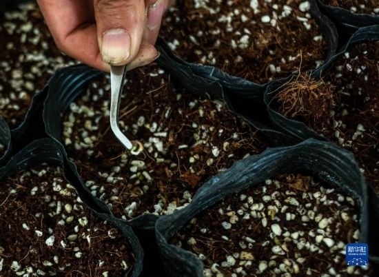 云南錦科花卉工程研究中心里已經(jīng)發(fā)芽的太空種子（4月3日攝）。