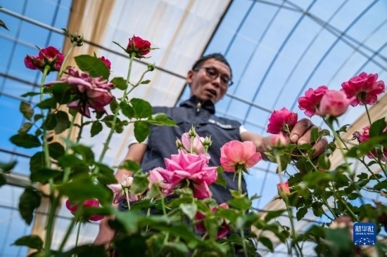 在云南省安寧市現(xiàn)代農(nóng)業(yè)園區(qū)玫瑰種植示范園，技術(shù)員田連通觀(guān)察玫瑰花（10月20日攝）。