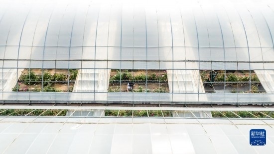 云南省安寧市現(xiàn)代農(nóng)業(yè)園區(qū)玫瑰種植示范園一景（無(wú)人機(jī)照片，10月20日攝）。